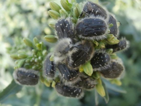 Оленка волохата