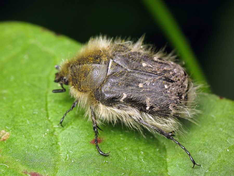 Оленка волохата