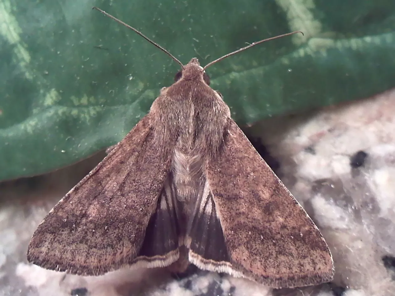 Підгризаючі совки