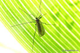 Малинова стеблова галиця