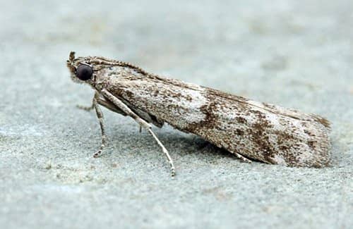 Аґрусова вогнівка