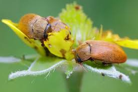 Малиновий жук