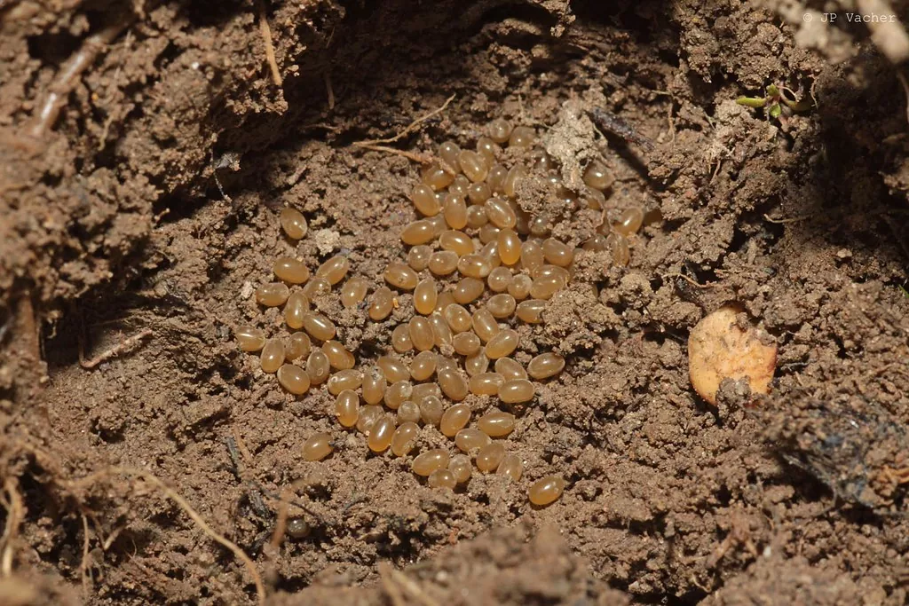 Медвідка (капустянка)