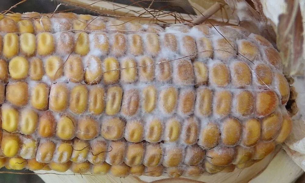Диплодіоз