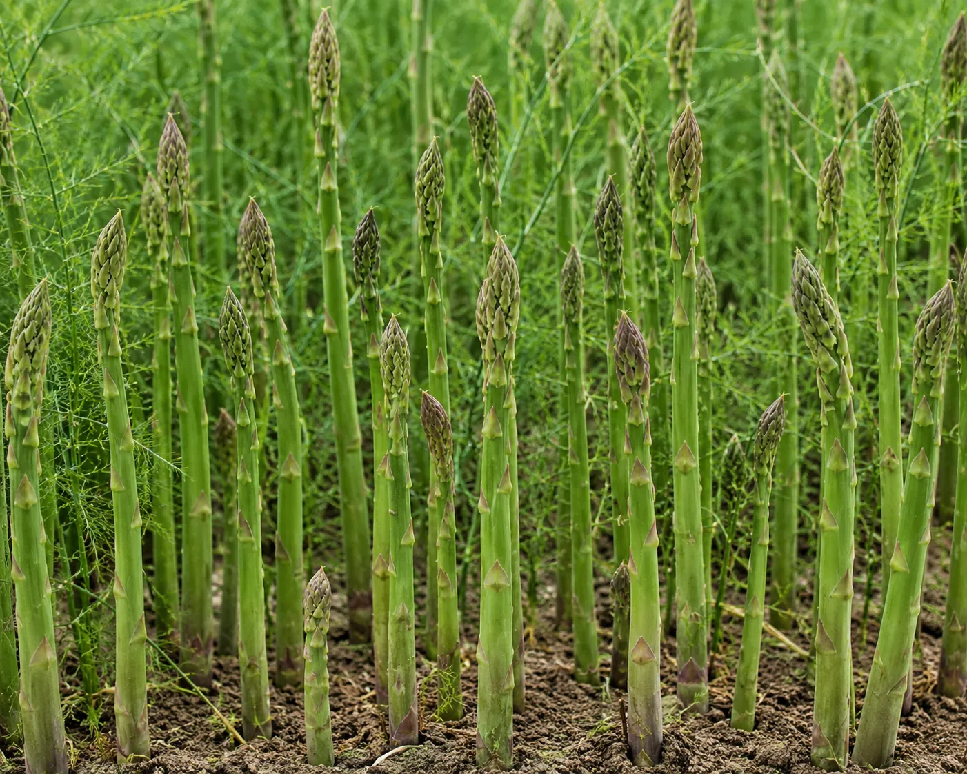 Asparagus